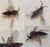 Dasyhelea sp.